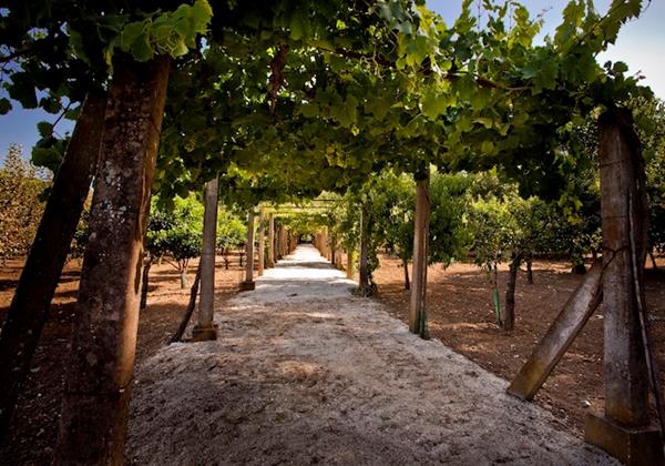Quinta Da Barreira Vineyard