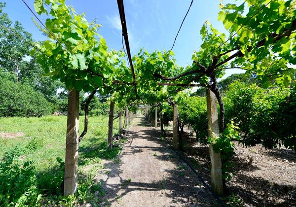 Vines Growing