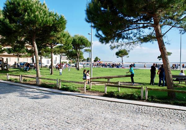 Sao Martinho Park Palm Tree
