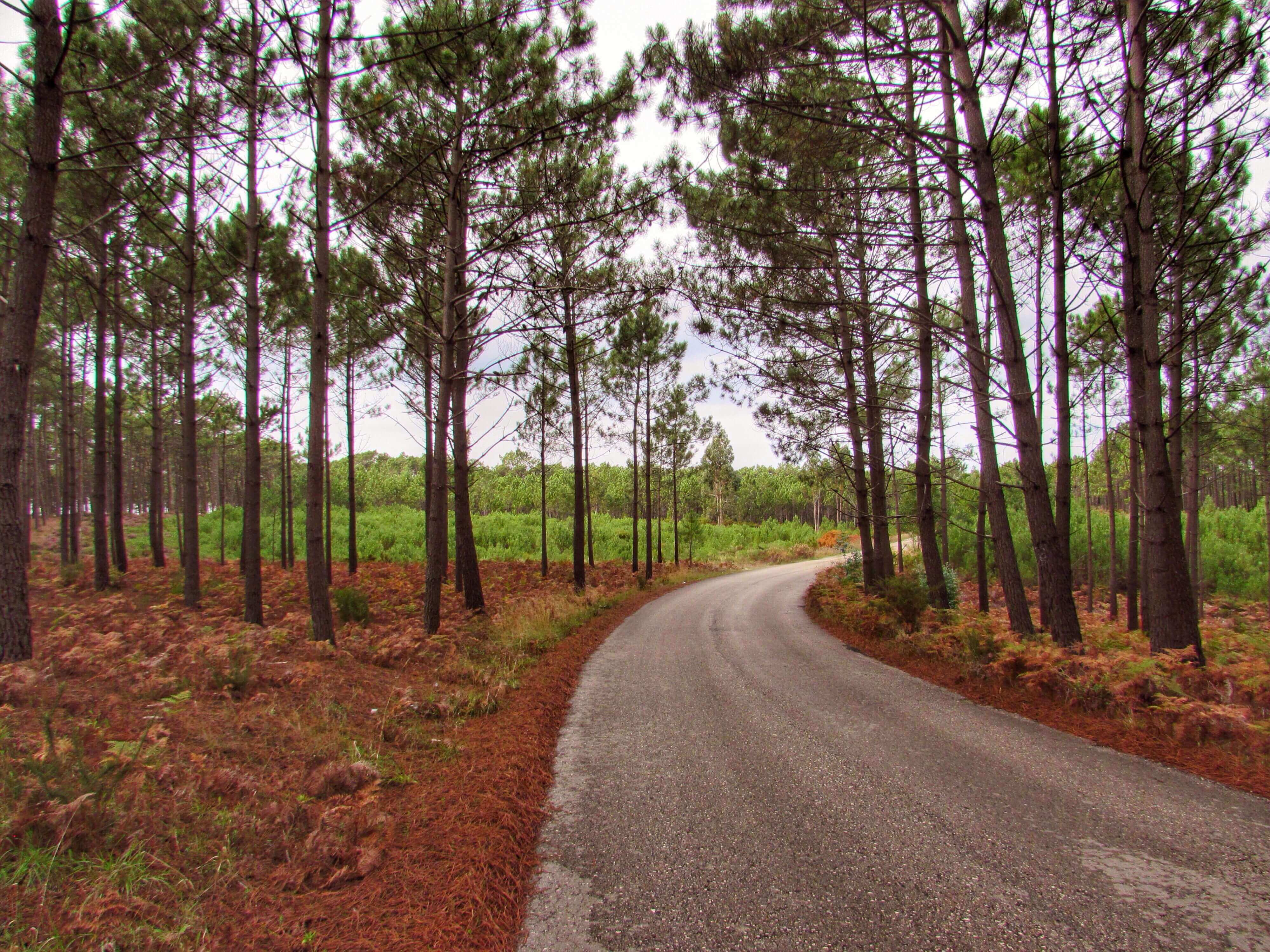 Pine Forest Paths Sao Pedro De Moel