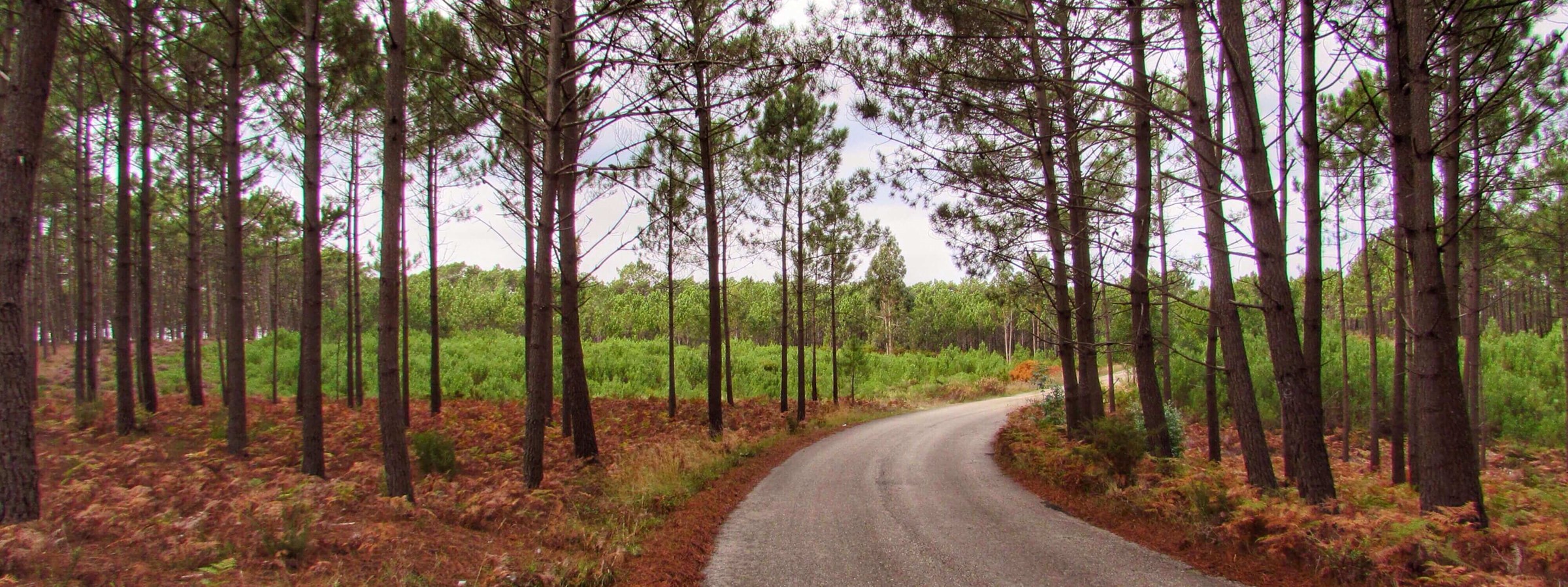 Pine Forest Paths Sao Pedro De Moel