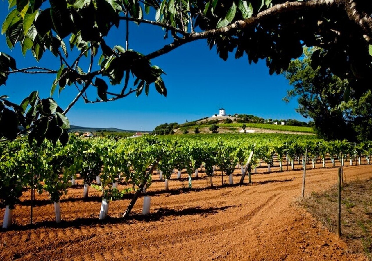 Quinta da Barreira vineyard