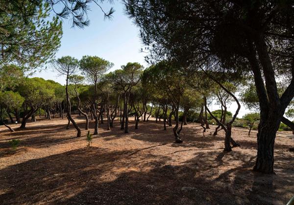 Monte Da Bela Vista Surroundings